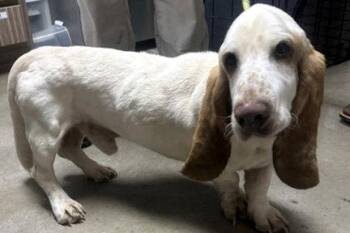SLINKY -  Basset Hound Dog for Adoption in Hamilton, New Jersey - SLINKY | PetCurious