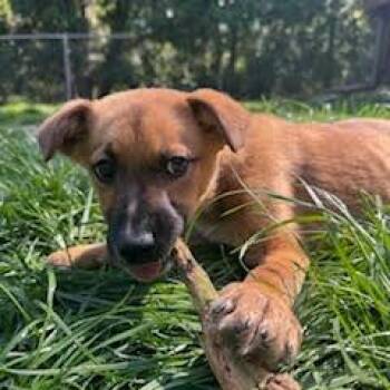 Shepherd Dogs Available for Adoption in Minneapolis, Minnesota - Khloe | PetCurious