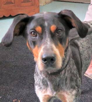 Martin -  Bluetick Coonhound and Boxer Dog for Adoption in Lexington, Virginia - Martin | PetCurious