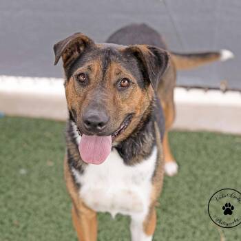 Reinhardt -  Shepherd and Rottweiler Dog for Adoption in Abilene, Texas - Reinhardt | PetCurious