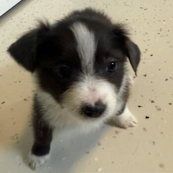 Mixed Breed Dogs Available for Adoption in Loxahatchee Groves, Florida - MULAN 9411 | PetCurious