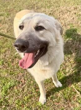 MONTE -  Labrador Retriever Dog for Adoption in Holbrook, New York - MONTE | PetCurious
