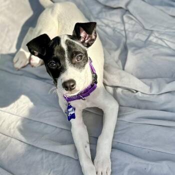 Domino -  Labrador Retriever and Mixed Breed Dog for Adoption in San Francisco, California - Domino | PetCurious