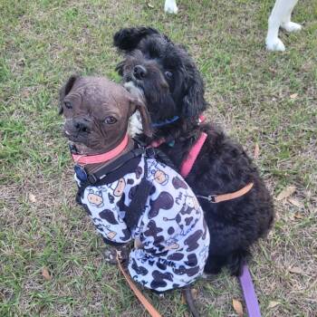 Rescue Chinese Crested Dog and Japanese Chin Dogs for Adoption in Port Richey, Florida - Benjamin B. Bicklebaum | PetCurious
