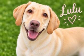 Lulu 16 -  Yellow Labrador Retriever Dog for Adoption in Killingworth, Connecticut - Lulu 16 | PetCurious