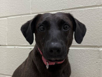 Rescue Labrador Retriever and Mixed Breed Dogs for Adoption in Virginia Beach, Virginia - Sarah | PetCurious