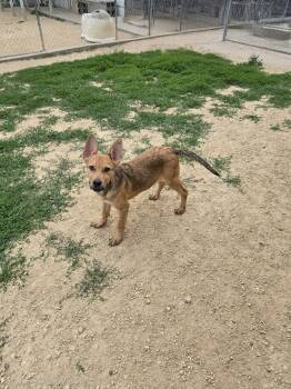 Scotty -  German Shepherd Dog and Yellow Labrador Retriever Dog for Adoption in Maquoketa, Iowa - Scotty | PetCurious