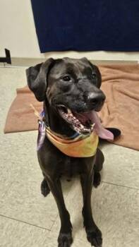 Nyla -  Mixed Breed Dog for Adoption in Hamilton, Ohio - Nyla | PetCurious