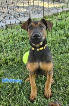 Whitney -  Belgian Shepherd Malinois and Doberman Pinscher Dog for Adoption in Woodland, California - Whitney | PetCurious