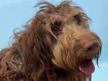 Shyloh -  Golden Retriever and Standard Poodle Dog for Adoption in Woodbury, Minnesota - Shyloh | PetCurious