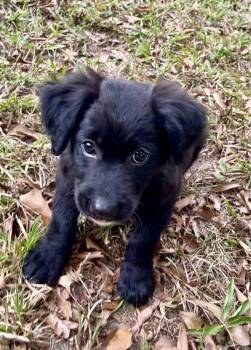 Benji (Lucky Litter) -  Australian Shepherd and Terrier Dog for Adoption in Gillsville, Georgia - Benji (Lucky Litter) | PetCurious