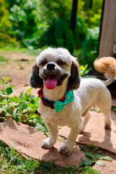Dewey -  Shih Tzu Dog for Adoption in Duluth, Minnesota - Dewey | PetCurious