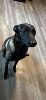 Dak located in New York -  Belgian Shepherd Malinois Dog for Adoption in Imlay City, Michigan - Dak Located In New York | PetCurious