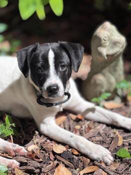 Terrier Dogs Available for Adoption in Fuquay-varina, North Carolina - Pandita | PetCurious