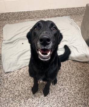 Labrador Retriever and Mixed Breed Dogs Available for Adoption in Westland, Michigan - Gunmetal | PetCurious