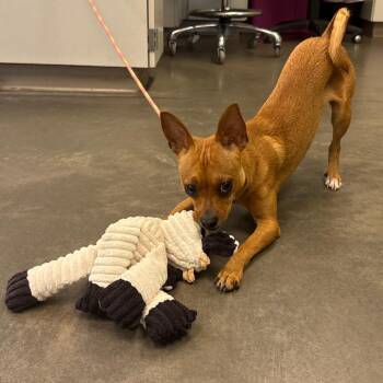 Myles -  Mixed Breed Dog for Adoption in Pittsburgh, Pennsylvania - Myles | PetCurious