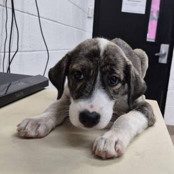 Stanley -  Mixed Breed Dog for Adoption in Ardmore, Oklahoma - Stanley | PetCurious