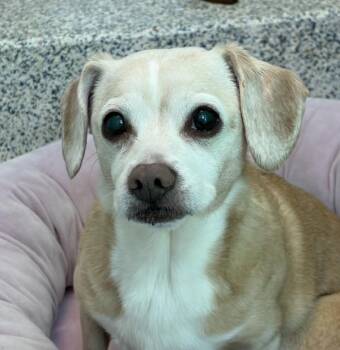 Chihuahua and Poodle Dogs Available for Adoption in Golden, Colorado - Zoey | PetCurious