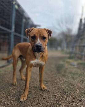 Rooster -  Australian Cattle Dog Blue Heeler Dog for Adoption in Colleyville, Texas - Rooster | PetCurious