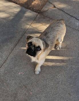 Rescue Terrier Dogs for Adoption in Uxbridge, Massachusetts - Cinnamon | PetCurious