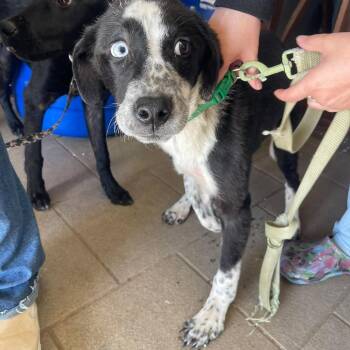 Nemo Stray Hold 10/27 -  Mixed Breed Dog for Adoption in Huntington, West Virginia - Nemo Stray Hold 10/27 | PetCurious