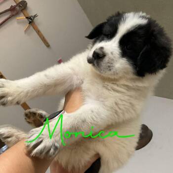 Monica -  Great Pyrenees Dog for Adoption in Louisville, Kentucky - Monica | PetCurious