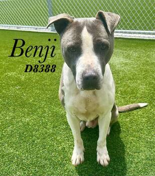 Benji -  Pit Bull Terrier Dog for Adoption in Clarksville, Tennessee - Benji | PetCurious