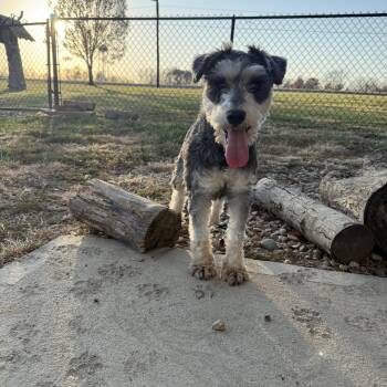Rescue Miniature Schnauzer Dogs for Adoption in Brazil, Indiana - Bo | PetCurious