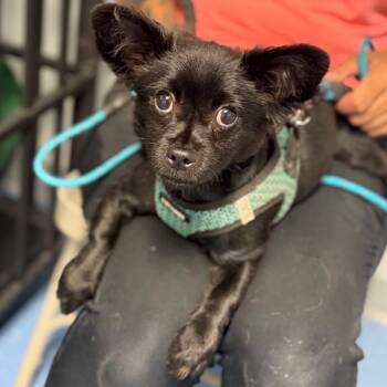Grave Digger -  Chihuahua Dog Available for Adoption in Watertown, New York - Grave Digger | PetCurious
