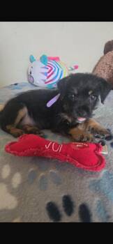 Yorkshire Terrier and Chihuahua Dogs Available for Adoption in Virginia Beach, Virginia - Roxy | PetCurious