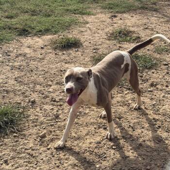 Katie -  Pit Bull Terrier Dog for Adoption in Senatobia, Mississippi - Katie | PetCurious