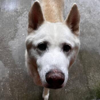 Yang 7140 -  German Shepherd Dog Dog Available for Adoption in Loxahatchee Groves, Florida - Yang 7140 | PetCurious