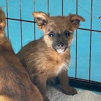 Lizzy -  Mixed Breed Dog Available for Adoption in Poplar Bluff, Missouri - Lizzy | PetCurious