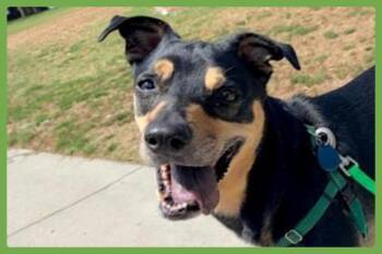 Tessa -  Shepherd and Rottweiler Dog for Adoption in Amherst, Massachusetts - Tessa | PetCurious