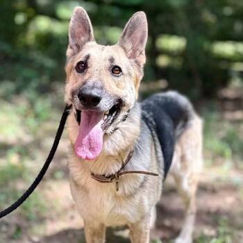 Clover -  German Shepherd Dog Dog for Adoption in Columbia, South Carolina - Clover | PetCurious