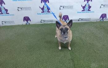 Chihuahua and Mixed Breed Dogs Available for Adoption in Orlando, Florida - BELLA | PetCurious