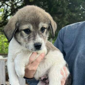 Anatolian Shepherd and Shepherd Dogs Available for Adoption in Pittsburg, Kansas - Icon | PetCurious