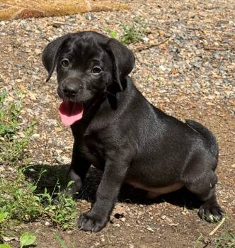 Rescue Catahoula Leopard Dog and Mixed Breed Dogs for Adoption in Little Rock, Arkansas - Alvin | PetCurious
