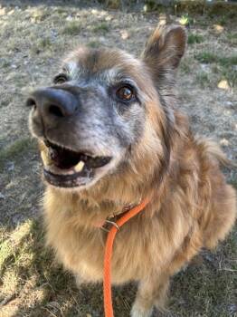 BLAZE -  German Shepherd Dog and Mixed Breed Dog for Adoption in Kent, Washington - BLAZE | PetCurious