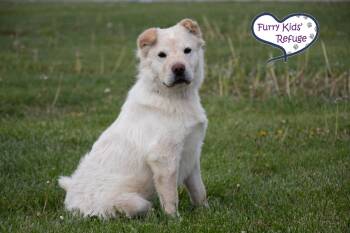 Shar Pei Dogs Available for Adoption in Lee