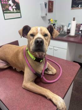 Mixed Breed Dogs Available for Adoption in Marion, Ohio - Lana | PetCurious
