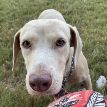 Carmen -  Labrador Retriever and Weimaraner Dog for Adoption in Warren, Rhode Island - Carmen | PetCurious