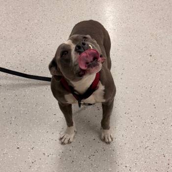 Nitro -  Pit Bull Terrier and Mixed Breed Dog for Adoption in Indianapolis, Indiana - Nitro | PetCurious