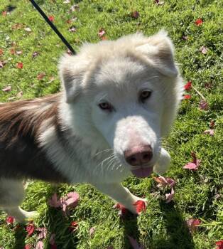 Memphis -  Siberian Husky and Australian Shepherd Dog for Adoption in Salem, Oregon - Memphis | PetCurious