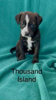Rescue Pointer and Mixed Breed Dogs for Adoption in De Soto, Iowa - Thousand Island | PetCurious