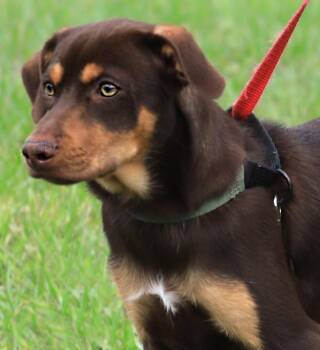 Poncho -  Hound Dog for Adoption in North Fort Myers, Florida - Poncho | PetCurious