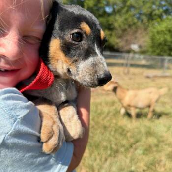Bluey -  Australian Cattle Dog Blue Heeler Dog for Adoption in Okmulgee, Oklahoma - Bluey | PetCurious