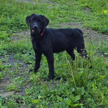 Redi -  Labrador Retriever Dog for Adoption in Wappingers Falls, New York - Redi | PetCurious