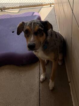 Duke -  Australian Shepherd and Cattle Dog Dog for Adoption in Bossier City, Louisiana - Duke | PetCurious