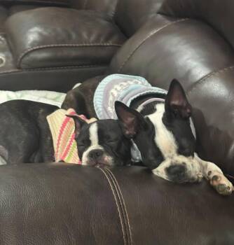 Sadie and Lady -  Boston Terrier Dog for Adoption in Chattanooga, Tennessee - Sadie And Lady | PetCurious